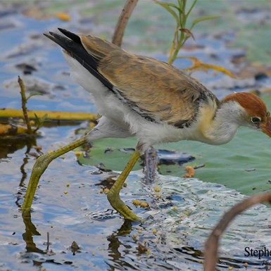 Juvenile Comb Crested Jacana