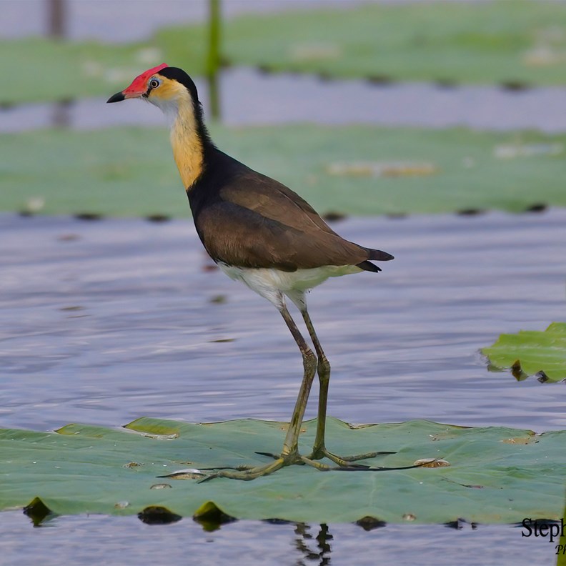 Comb Crested Jacana