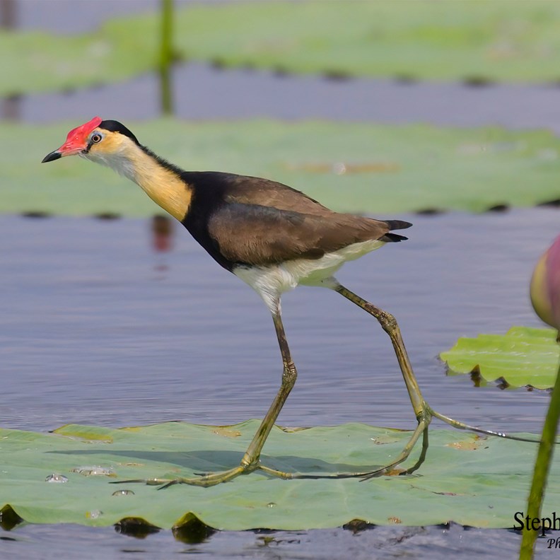 Comb Crested Jacana