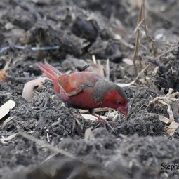 Male Crimson Finch