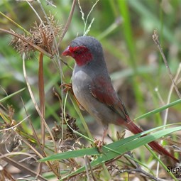 Female Crimson Finch