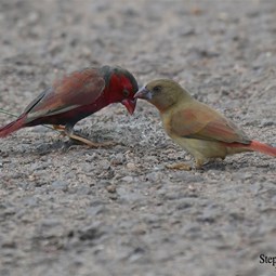 Male left and female right Crimson Finch