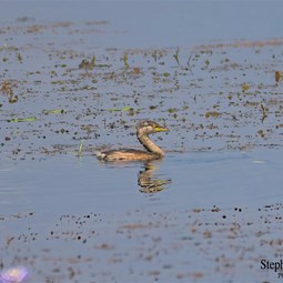 Australasian Grebe