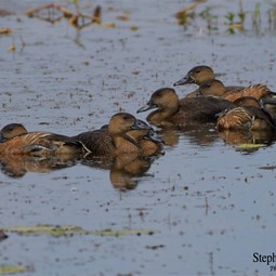 Wandering Whistling Duck