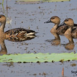 Wandering Whistling Duck