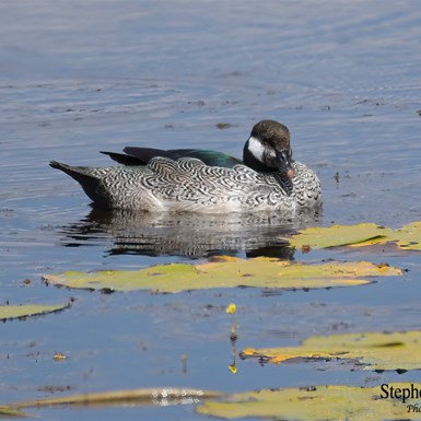 Green Pygmy Goose
