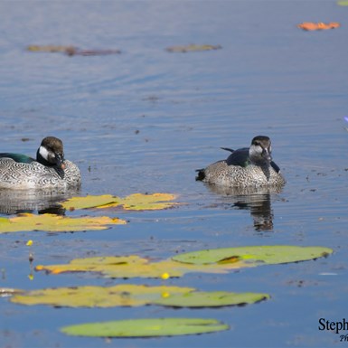 Green Pygmy Goose