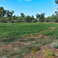 Areas north of the Northern Territory Border were lush green from the recent heavy rainfall
