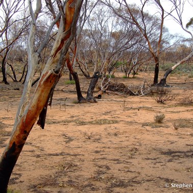 South of Gluepot in March 2007