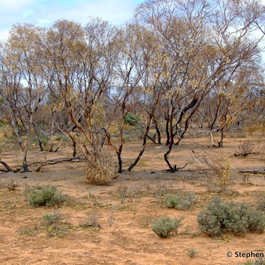 Mallee wiped out during the devastating 2006 wildfires