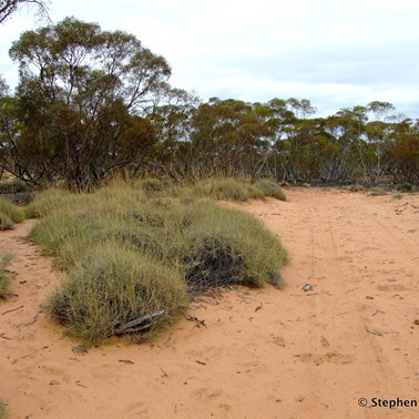 There were pockets of scrub unscathed 