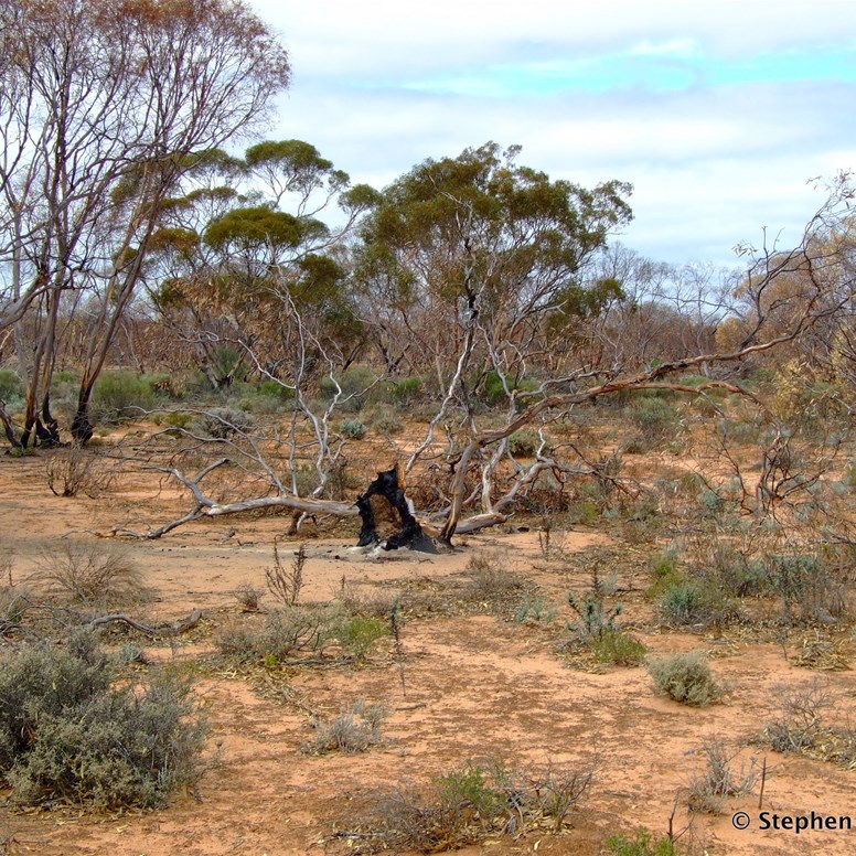 For some reason unknown, this lone Mallee tree was not burnt by the wildfires