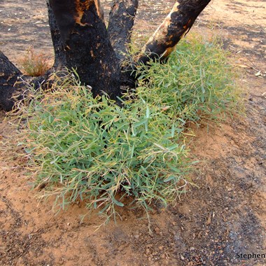Mother nature at its very best, with new life from a destroyed Mallee tree, months after the wildfires