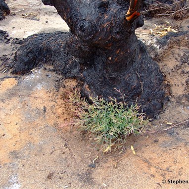 Mother nature at its very best, with new life from a destroyed Mallee tree, months after the wildfires