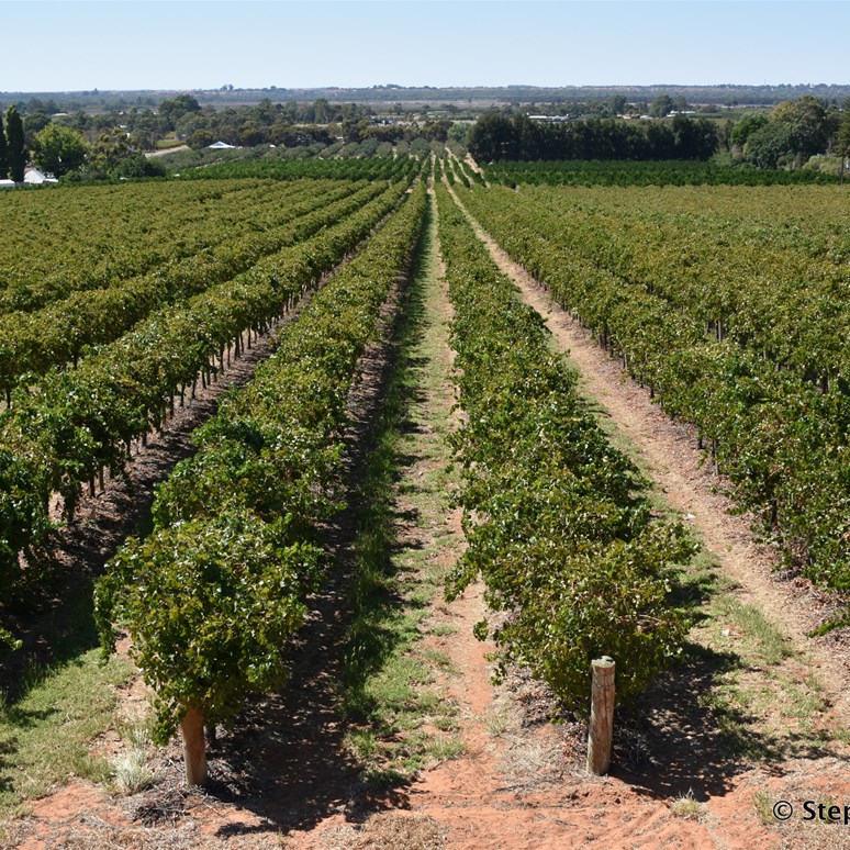 The Riverland is world famouse for its Orchards and Fruit Fly Free Status