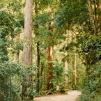 Track through Satinay Forest