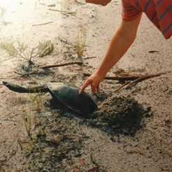 Freshwater turtle laying eggs