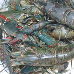 live redclaw in the bucket