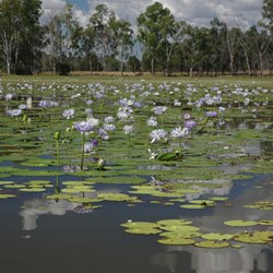 waterlilies on the lake