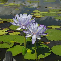 majestic waterlilies