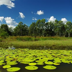 lake with water lilies