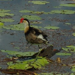 jacana on the leaves