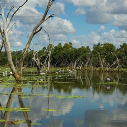 dead tree reflections