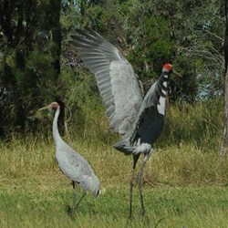 pair of brolga