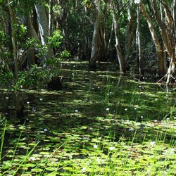 waterlilies on Keating's Lagoon