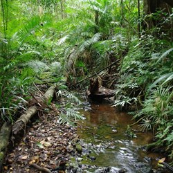 walking in the rainforest