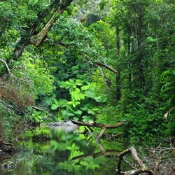 creek along the track