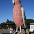 Big Galah - the pink one!