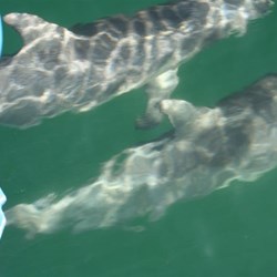 Coffin Bay - Dolphins