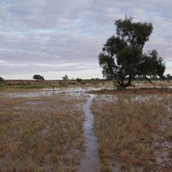 Overnight, the advansing waters of the Cooper gained another 200 metres in width