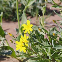 Wildflowers on the banks of the Cooper