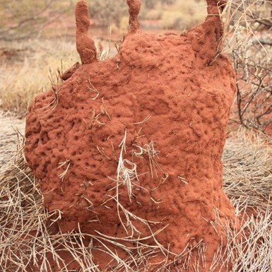 Unusual termite mounds
