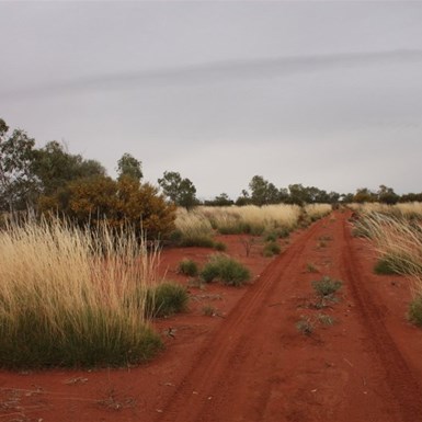Spinifex can be pretty