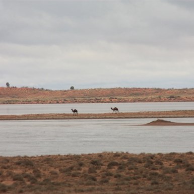 An unusual sight in the desert