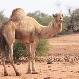 Healthy camels out here