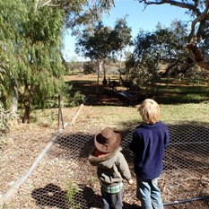 boy checking out the emus