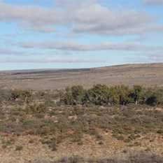 look hard for the camel