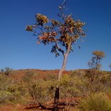 Lake Argyle Splendour