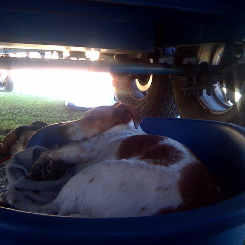 Sleeping Dog under Tandem Axle