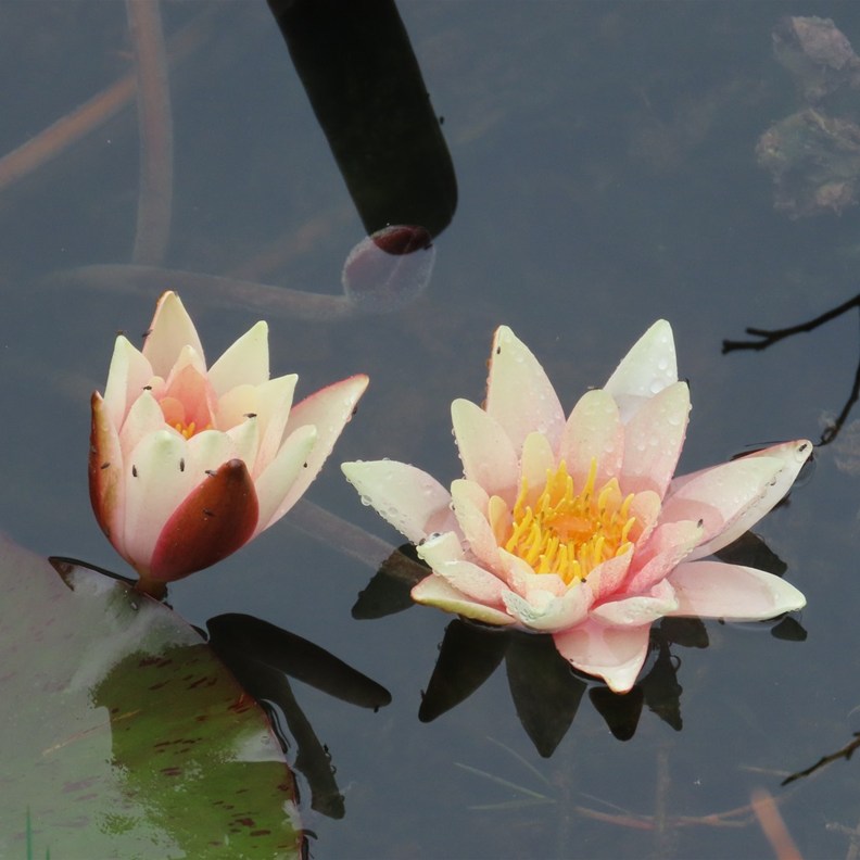 Lillies