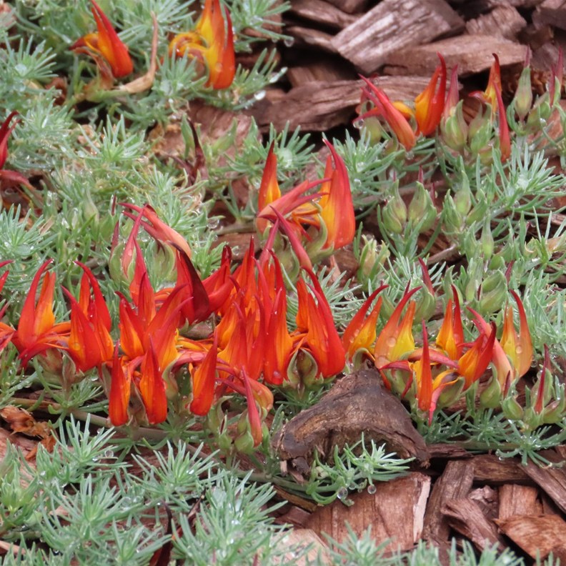 Flame Pea