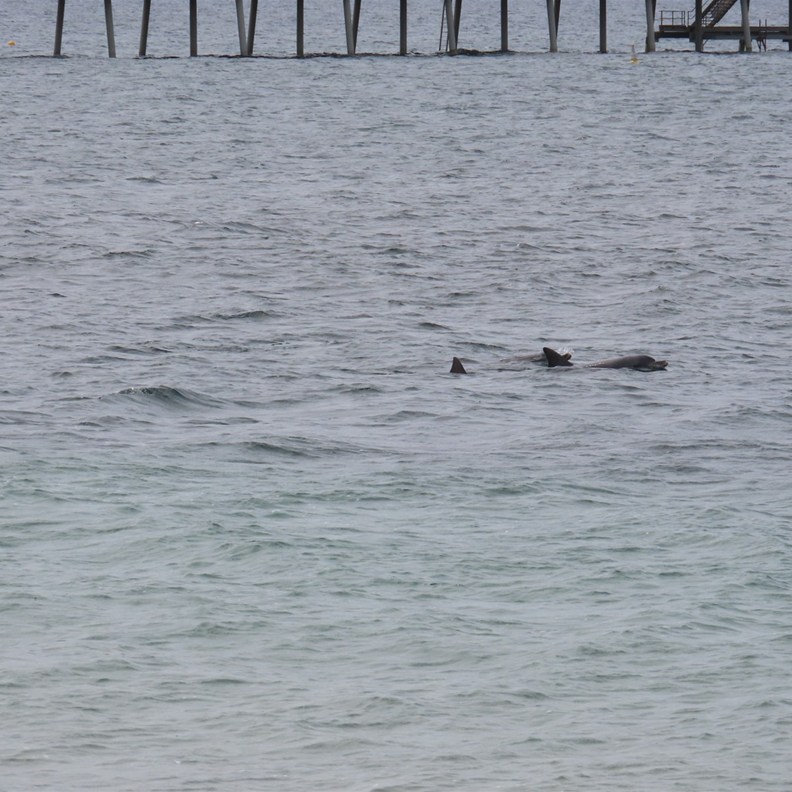 Dolphins