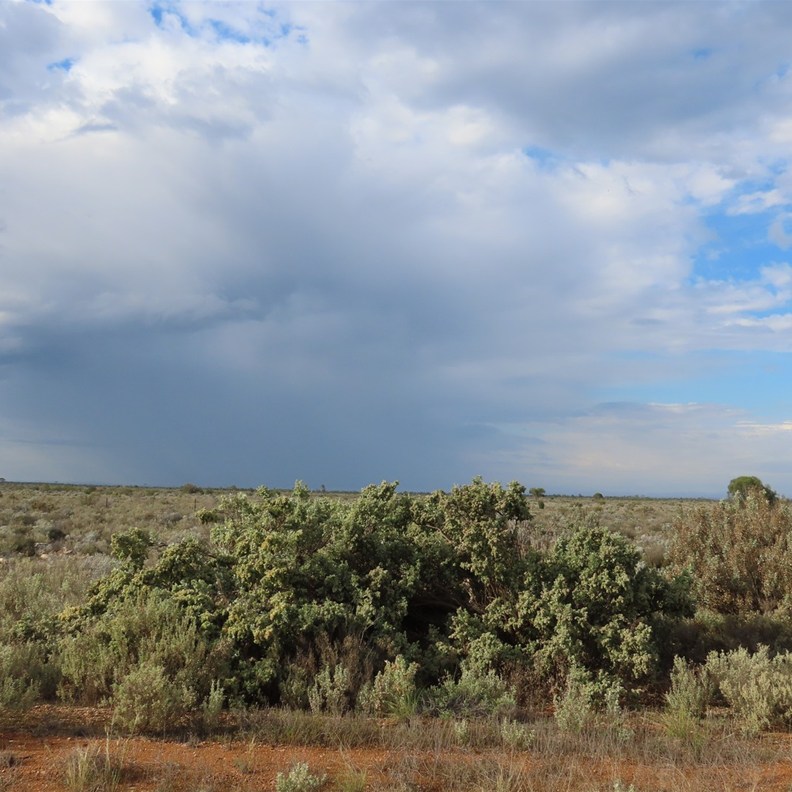Rain Clouds 4