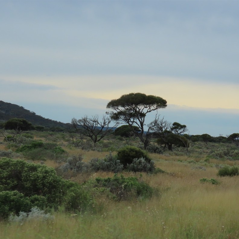 Road to Eucla 3