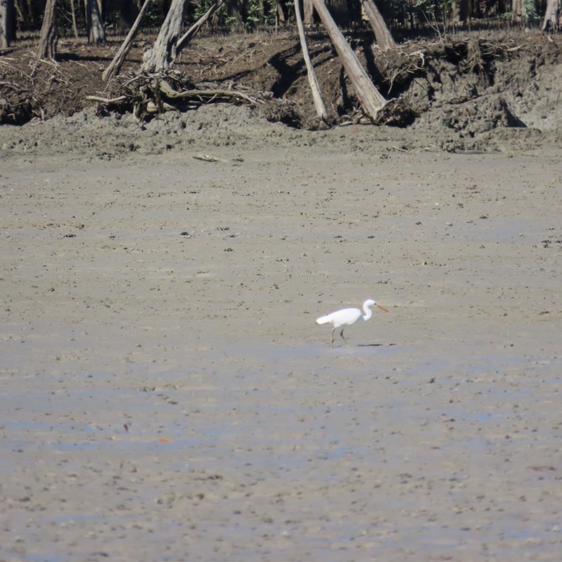 Pacific Reef Heron