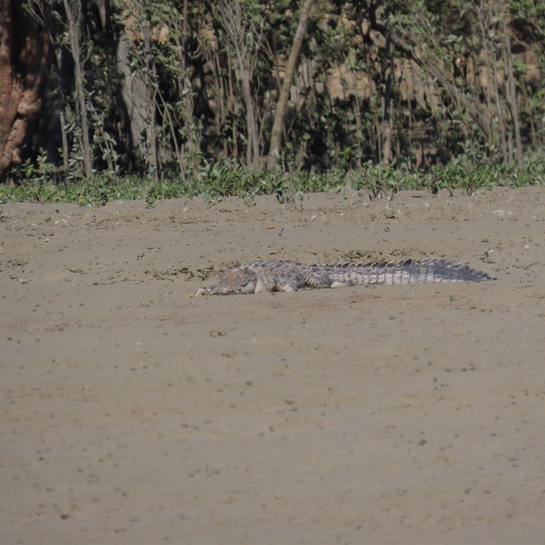 Crocodile